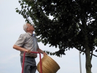In Vogelvlucht: Bijenzwermen