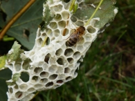In Vogelvlucht: Bijenzwermen