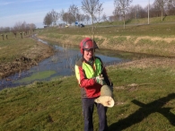 In Vogelvlucht: Knotwilgen Knotten