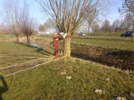 In Vogelvlucht: Knotwilgen Knotten