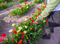 Plukavond bij Hanneke's Pluktuin