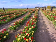 Plukavond bij Hanneke's Pluktuin