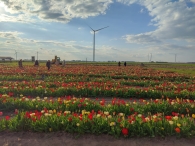 Plukavond bij Hanneke's Pluktuin