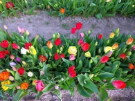 Plukavond bij Hanneke's Pluktuin