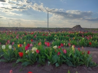 Plukavond bij Hanneke's Pluktuin