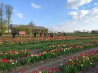 Plukavond bij Hanneke's Pluktuin