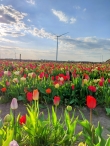 Plukavond bij Hanneke's Pluktuin
