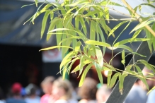 Lowlands 2015: zondag