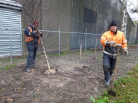 Bomen aanplanten MFG
