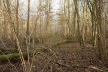 Bremerbergbos