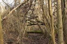 Bremerbergbos