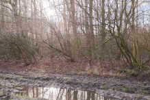 Bremerbergbos