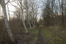 Bremerbergbos