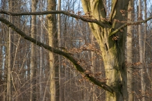 Bremerbergbos