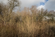 Bremerbergbos