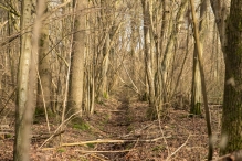Bremerbergbos