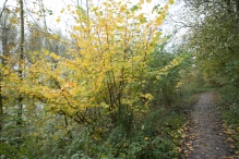 Dorpsbos Biddinghuizen in herfstkleuren 2/2