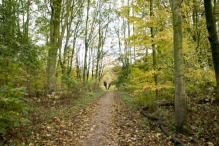 Dorpsbos Biddinghuizen in herfstkleuren 2/2