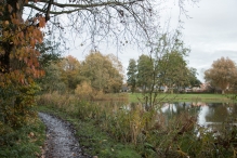 Dorpsbos Biddinghuizen in herfstkleuren 2/2
