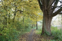 Dorpsbos Biddinghuizen in herfstkleuren 2/2
