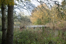 Dorpsbos Biddinghuizen in herfstkleuren 2/2