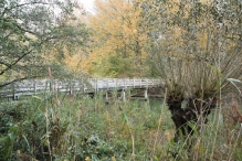Dorpsbos Biddinghuizen in herfstkleuren 2/2