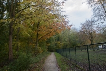 Dorpsbos Biddinghuizen in herfstkleuren 1/2