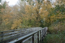 Dorpsbos Biddinghuizen in herfstkleuren 2/2