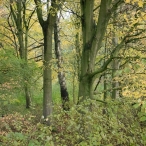 Dorpsbos Biddinghuizen in herfstkleuren 2/2