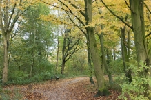 Dorpsbos Biddinghuizen in herfstkleuren 2/2