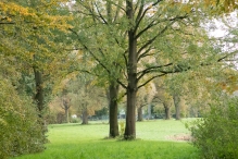 Dorpsbos Biddinghuizen in herfstkleuren 2/2