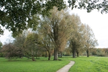 Dorpsbos Biddinghuizen in herfstkleuren 2/2