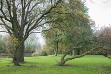 Dorpsbos Biddinghuizen in herfstkleuren 2/2