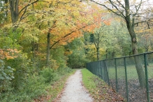 Dorpsbos Biddinghuizen in herfstkleuren 2/2