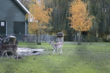 Dorpsbos Biddinghuizen in herfstkleuren 1/2