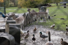 Dorpsbos Biddinghuizen in herfstkleuren 1/2