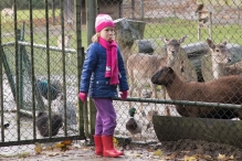 Dorpsbos Biddinghuizen in herfstkleuren 1/2