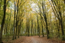 Dorpsbos Biddinghuizen in herfstkleuren 1/2