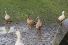 Dorpsbos Biddinghuizen in herfstkleuren 1/2