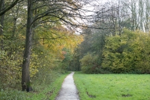 Dorpsbos Biddinghuizen in herfstkleuren 1/2