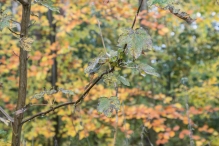 Dorpsbos Biddinghuizen in herfstkleuren 1/2