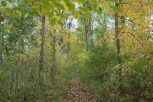 Dorpsbos Biddinghuizen in herfstkleuren 1/2
