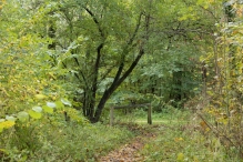 Dorpsbos Biddinghuizen in herfstkleuren 1/2