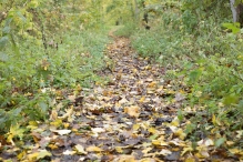 Dorpsbos Biddinghuizen in herfstkleuren 1/2