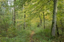 Dorpsbos Biddinghuizen in herfstkleuren 1/2