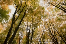Dorpsbos Biddinghuizen in herfstkleuren 1/2