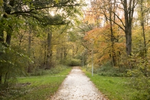 Dorpsbos Biddinghuizen in herfstkleuren 1/2