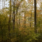 Dorpsbos Biddinghuizen in herfstkleuren 1/2