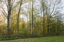 Dorpsbos Biddinghuizen in herfstkleuren 1/2