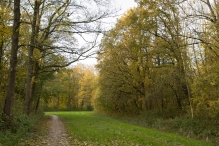 Dorpsbos Biddinghuizen in herfstkleuren 1/2